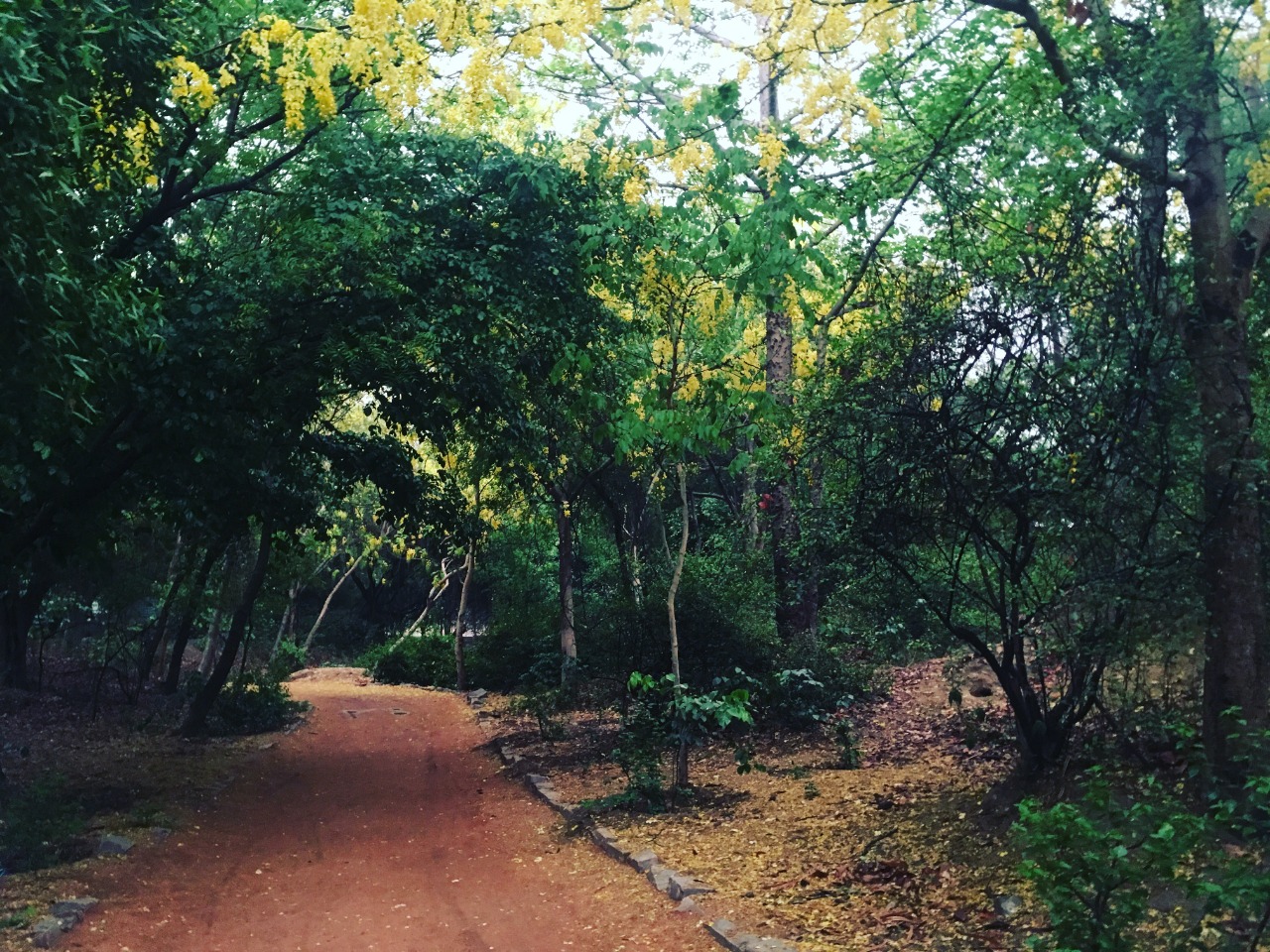 Celebrating World Heritage Day - A Nature Trail to Sanjay Van Forest |  India Heritage Walks