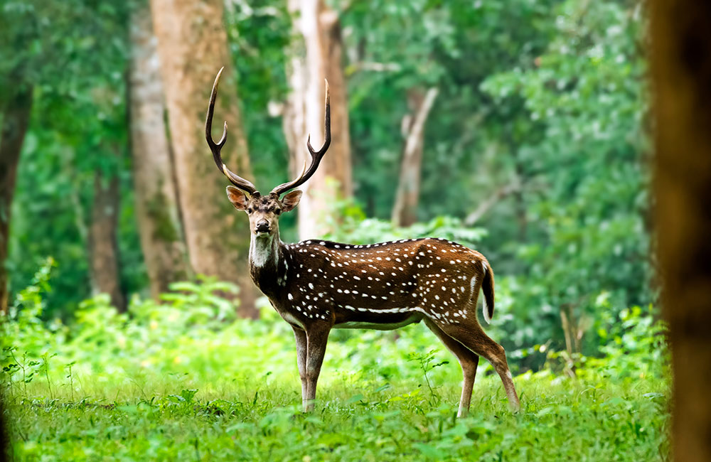 A Photography Walk at Ralamandal Wildlife Sanctuary | India Heritage Walks - 
