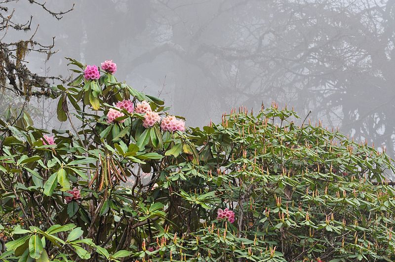 Flora in Kanchenjunga National Park