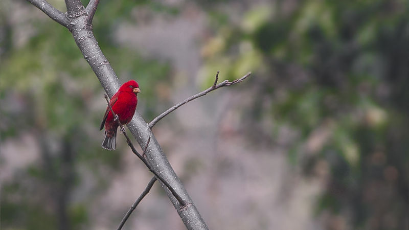 Scarlet Finch, Image Credit - Wikipedia Commons