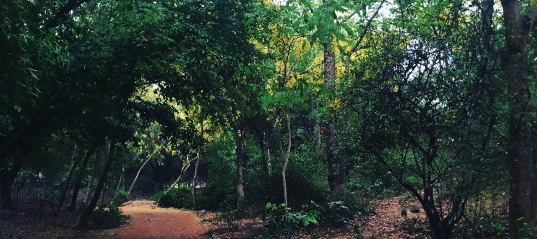 Celebrating World Heritage Day - A Nature Trail to Sanjay Van Forest |  India Heritage Walks